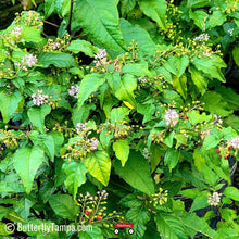 Load image into Gallery viewer, Rouge Plant - Rivina humilis (1 gal.)
