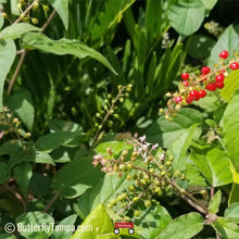 Load image into Gallery viewer, Rouge Plant - Rivina humilis (1 gal.)