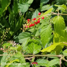 Load image into Gallery viewer, Rouge Plant - Rivina humilis (1 gal.)