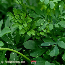 Load image into Gallery viewer, Rue - Ruta graveolens (1 gal.)