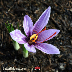 Saffron Crocus - Crocus sativus (Corm)