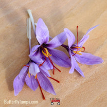 Load image into Gallery viewer, Saffron Crocus - Crocus sativus (Corm)