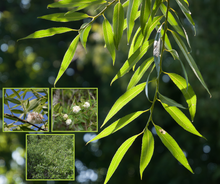 Load image into Gallery viewer, Coastal Plain Willow - Salix caroliniana (3 Gal.)
