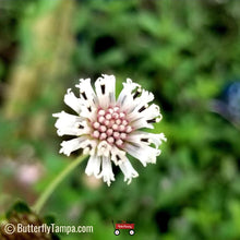 Load image into Gallery viewer, Salt and Pepper - Melanthera nivea (1 gal.)