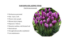Load image into Gallery viewer, Savanna Blazing Star - Liatris savannensis (1 gal.)