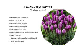 Savanna Blazing Star - Liatris savannensis (1 gal.)
