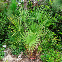 Load image into Gallery viewer, Green Saw Palmetto - Serenoa repens (3 Gal.)