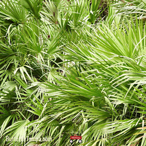 Green Saw Palmetto - Serenoa repens (3 Gal.)