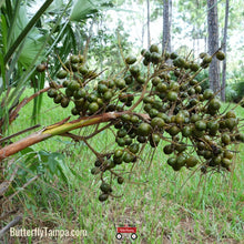 Load image into Gallery viewer, Green Saw Palmetto - Serenoa repens (3 Gal.)
