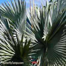 Load image into Gallery viewer, Silver Saw Palmetto - Serenoa repens (3 Gal.)
