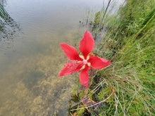 Load image into Gallery viewer, Scarlet Hibiscus - Hibiscus coccineus (1 &amp; 3 gal.)
