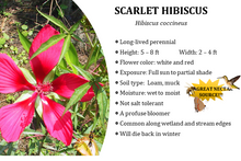 Load image into Gallery viewer, Scarlet Hibiscus - Hibiscus coccineus (1 &amp; 3 gal.)
