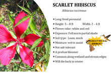 Load image into Gallery viewer, Scarlet Hibiscus - Hibiscus coccineus (1 & 3 gal.)