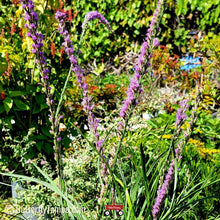 Load image into Gallery viewer, Scrub Blazing Star - Liatris tenuifolia (1 gal.)
