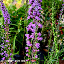 Load image into Gallery viewer, Scrub Blazing Star - Liatris tenuifolia (1 gal.)