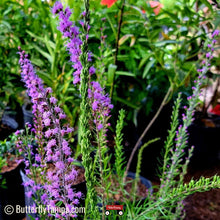 Load image into Gallery viewer, Scrub Blazing Star - Liatris tenuifolia (1 gal.)