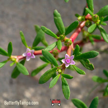 Load image into Gallery viewer, Sea Purslane - Sesuvium portulacastrum (1 gal.)
