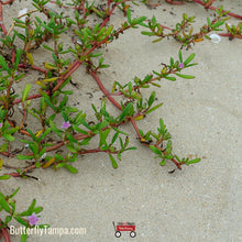 Load image into Gallery viewer, Sea Purslane - Sesuvium portulacastrum (1 gal.)