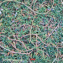 Load image into Gallery viewer, Sea Purslane - Sesuvium portulacastrum (1 gal.)