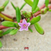 Load image into Gallery viewer, Sea Purslane - Sesuvium portulacastrum (1 gal.)