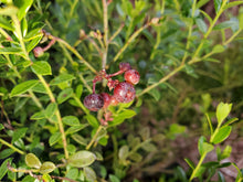Load image into Gallery viewer, Shiny Blueberry - Vaccinium myrsinites (3 gal.)