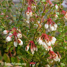 Load image into Gallery viewer, Shiny Blueberry - Vaccinium myrsinites (3 gal.)