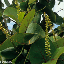 Load image into Gallery viewer, Seagrape - Coccoloba uvifera (3 gal.)