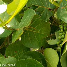 Load image into Gallery viewer, Seagrape - Coccoloba uvifera (3 gal.)