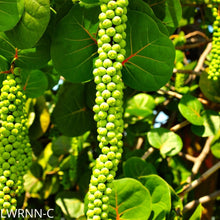 Load image into Gallery viewer, Seagrape - Coccoloba uvifera (3 gal.)