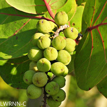 Load image into Gallery viewer, Seagrape - Coccoloba uvifera (3 gal.)