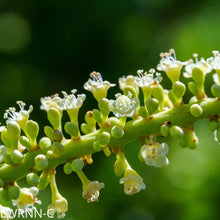 Load image into Gallery viewer, Seagrape - Coccoloba uvifera (3 gal.)