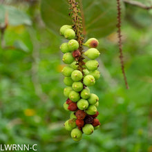 Load image into Gallery viewer, Seagrape - Coccoloba uvifera (3 gal.)