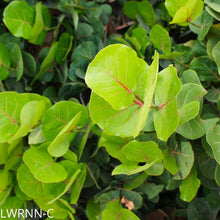 Load image into Gallery viewer, Seagrape - Coccoloba uvifera (3 gal.)