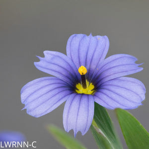 Purple-Eyed Grass - Sisyrinchium  (1 gal.)