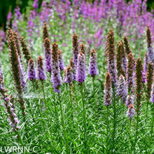 Load image into Gallery viewer, Spiked Blazing Star - Liatris spicata (1 gal.)