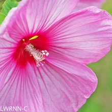 Load image into Gallery viewer, Swamp Mallow - Hibiscus moscheutos (1 gal.)