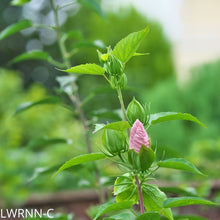 Load image into Gallery viewer, Swamp Mallow - Hibiscus moscheutos (1 gal.)