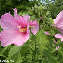 Load image into Gallery viewer, Swamp Mallow - Hibiscus moscheutos (1 gal.)