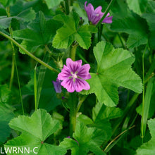 Load image into Gallery viewer, Tall Mallow - Malva sylvestris (1. gal.)