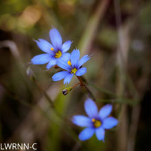 Load image into Gallery viewer, Purple-Eyed Grass - Sisyrinchium  (1 gal.)
