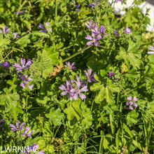 Load image into Gallery viewer, Tall Mallow - Malva sylvestris (1. gal.)