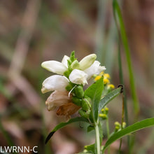Load image into Gallery viewer, Turtlehead - chelone glabra (1 gal.)