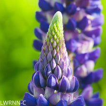 Load image into Gallery viewer, Wild Lupine - lupinus perrenis (1 gal.)