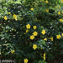 Load image into Gallery viewer, Wild Allamanda - Pentalinon luteum (1 &amp; 3 gal.)
