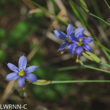 Load image into Gallery viewer, Purple-Eyed Grass - Sisyrinchium  (1 gal.)