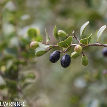 Load image into Gallery viewer, Red Tip Cocoplum - Chrysobalanus icaco
