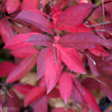 Load image into Gallery viewer, Virginia Sweetspire - Itea virginica 'Henry's Garnet' (3 Gal.)