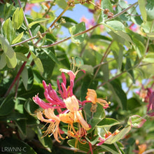 Load image into Gallery viewer, Goldflame Honeysuckle - Lonicera x heckrottii &#39;Goldflame&#39; (3 gal.)
