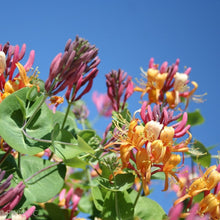 Load image into Gallery viewer, Goldflame Honeysuckle - Lonicera x heckrottii 'Goldflame' (3 gal.)