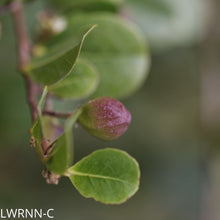 Load image into Gallery viewer, Red Tip Cocoplum - Chrysobalanus icaco